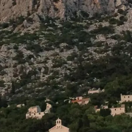 Olive Grove